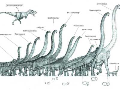 I sauropodi dal collo lungo